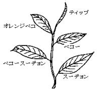 紅茶等級の図解